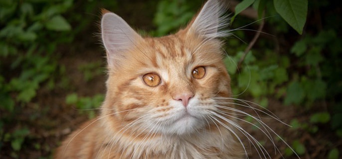 猫不埋屎了是什么原因