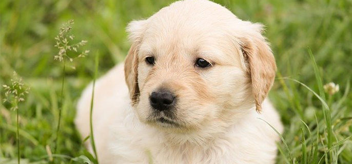 小狗睡觉一抖一抖什么原因