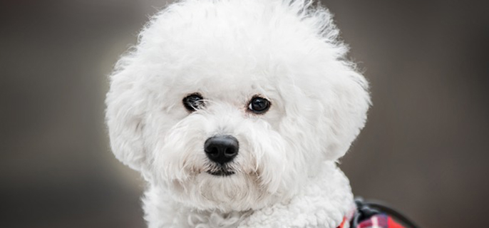 比熊犬的抗寒能力是多少°c