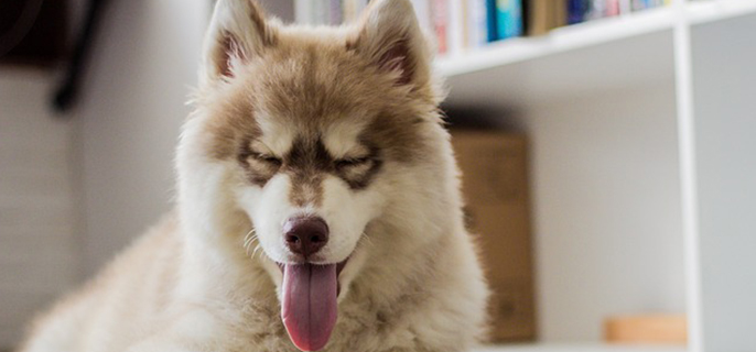 狗能不能吃洋葱