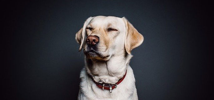 狗狗哼哼唧唧是撒娇吗