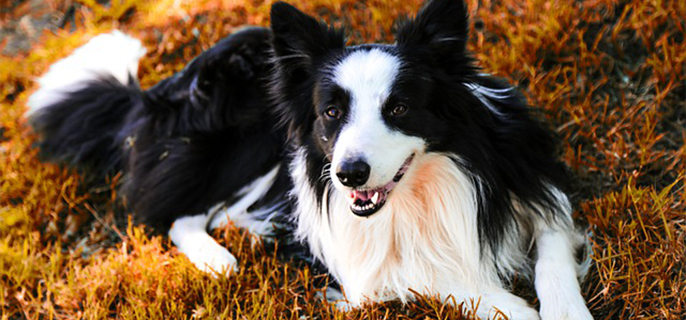 狗狗能吃饼干吗