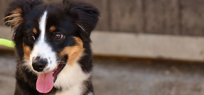 狗舌头发白是什么情况