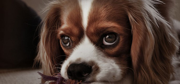 狗受严重惊吓的症状能吓死吗