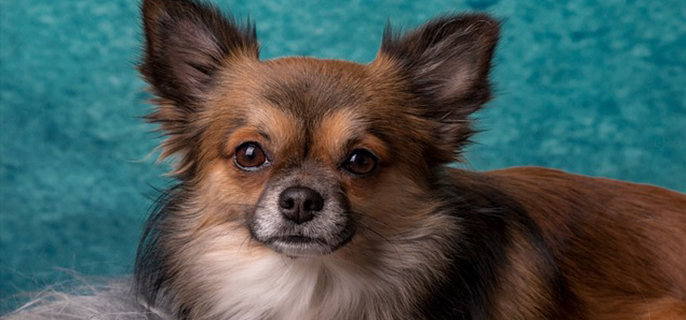 狗狗可以吃龙眼肉吗