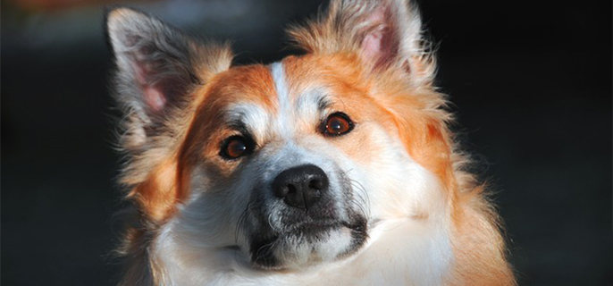 柯基零下10度会冻死吗