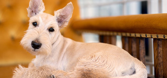 狗狗可以吃橙子吗