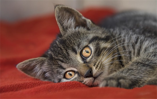 猫咪流眼泪是怎么回事