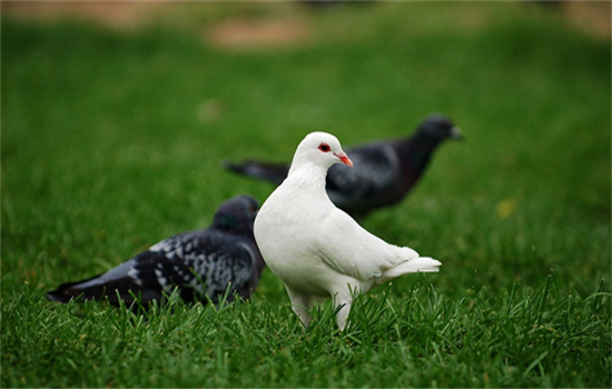 鸽子孵化多少天出壳吃什么