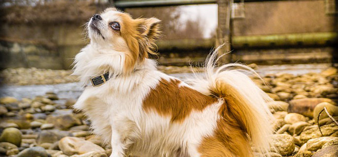 幼犬怎样判断长大凶不凶