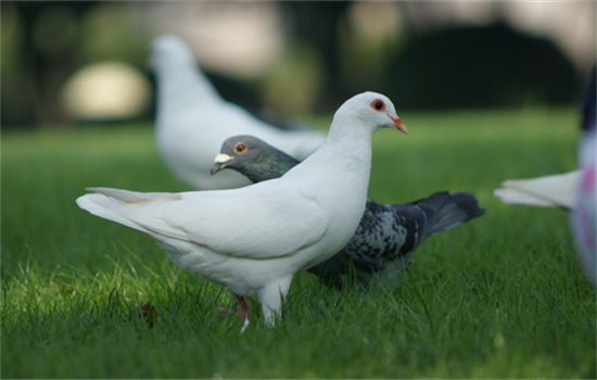 鸽子一年能繁殖几窝是正常