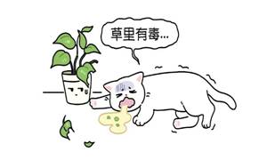 一次性告诉你，哪些花草对猫更安全！