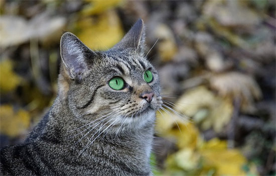 猫咪一天喝多少水