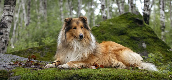 狗狗牙结石怎么去除小窍门