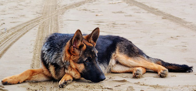 狗狗毛变白了怎么回事