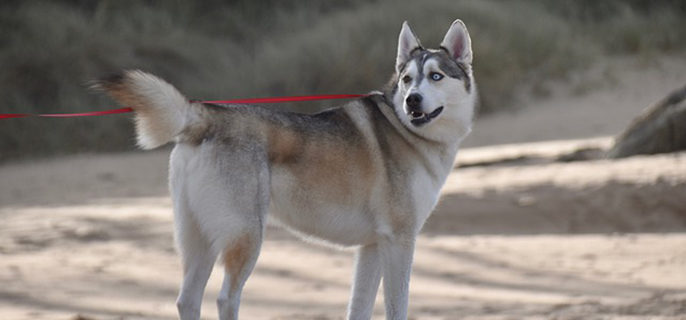 狗能喝纯牛奶吗