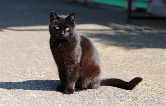 猫剪掉指甲会有什么影响