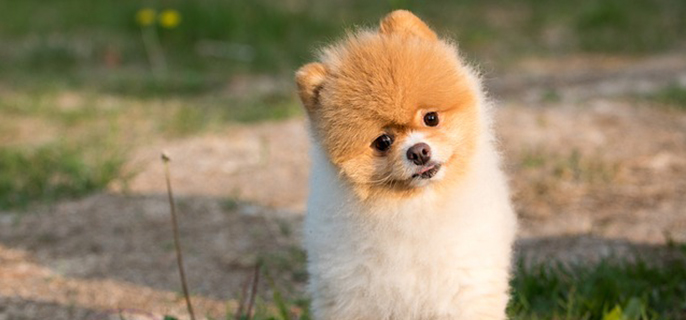 博美犬来回疯跑是干嘛