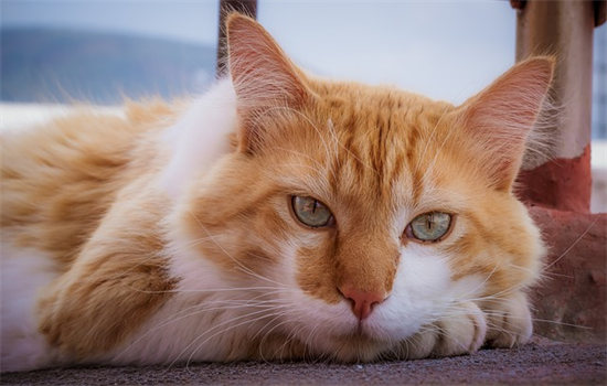 猫咪有异食癖怎么办