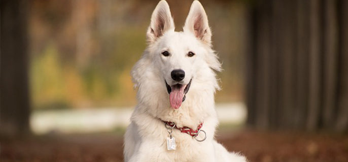 狗舔爪子是什么原因