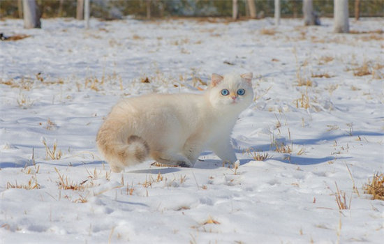 猫咪一直呕吐黄水能自愈吗