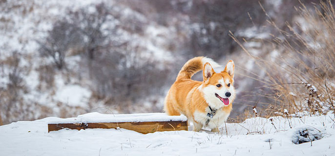 柯基犬冬天可以在院子里养吗