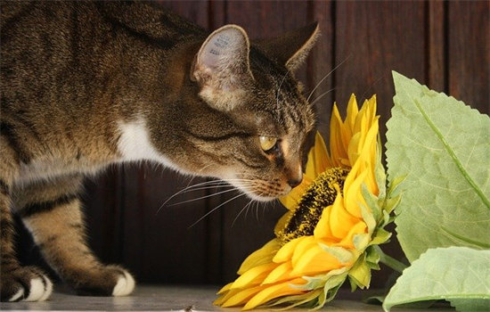 猫一岁相当于人的几岁