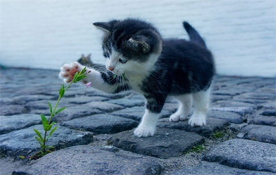 汤姆猫是什么品种