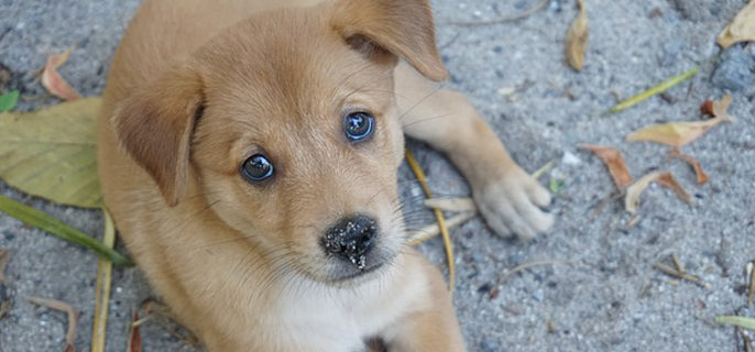 刚出生的小狗多少度不会冻死