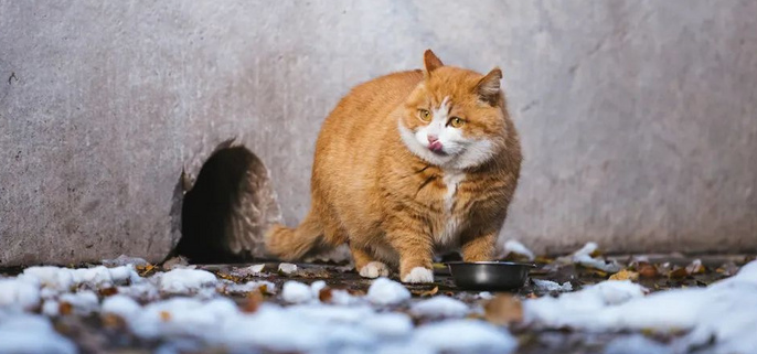 猫咪可以吃芒果吗