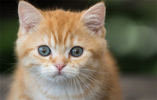 没打猫三联可以托运吗