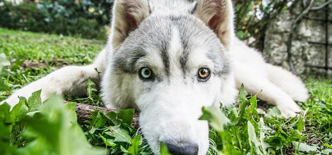 狗狗总伸懒腰是怎么回事