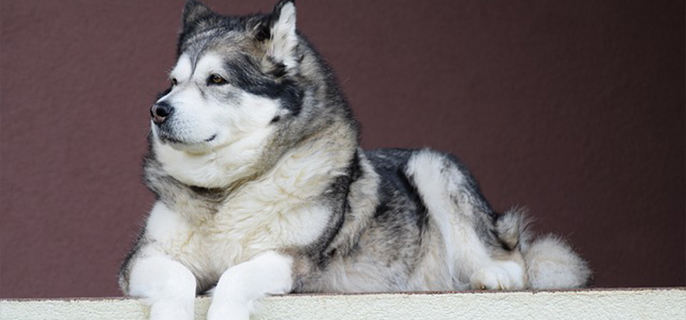 狗吃了可可粉怎么补救