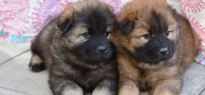 狗可以吃菠萝吗