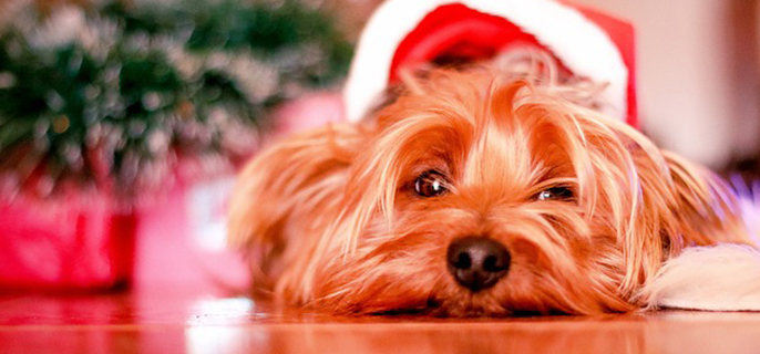 泰迪贪睡什么原因