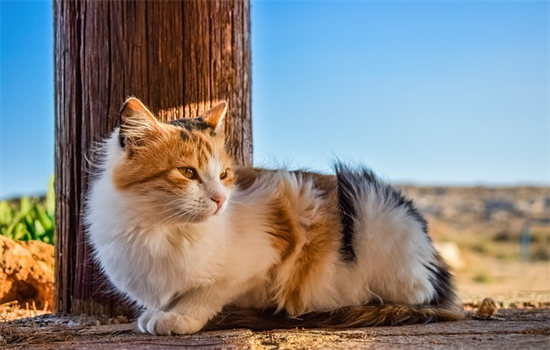 野猫叫的跟小孩哭一样是怎么回事