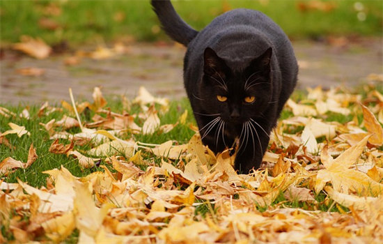 猫会吃老鼠吗