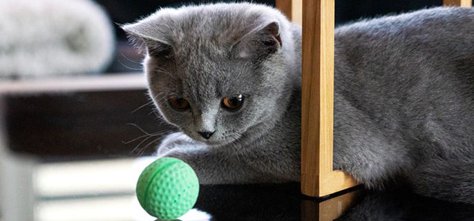 蓝猫吐了是什么原因引起的