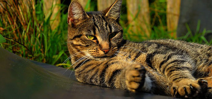 84消毒液对猫咪有害吗