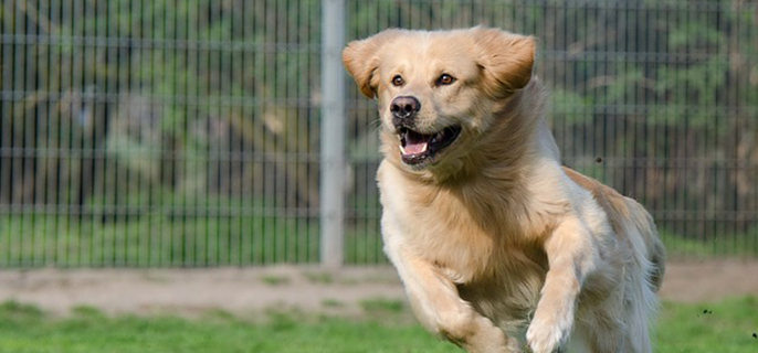 纠结：狗狗要不要定期换粮？换粮到底要怎么换？