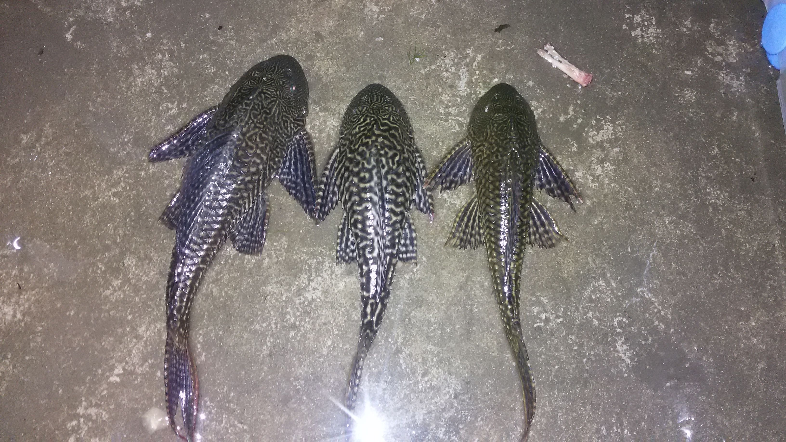 人工饲养中华鲟吃什么食物