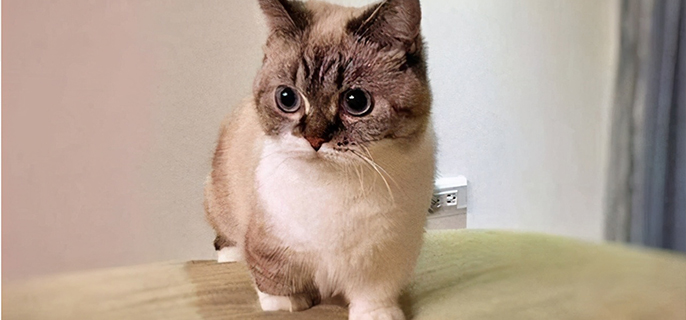 猫咪拉稀怎么治