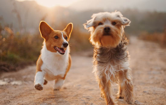 中华田园犬能长多大