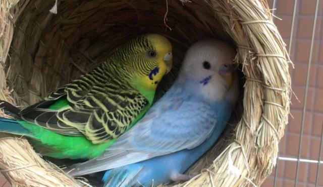 鹦鹉繁殖期间吃什么