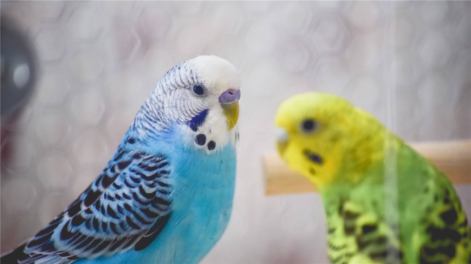 牡丹鹦鹉养一只可以吗