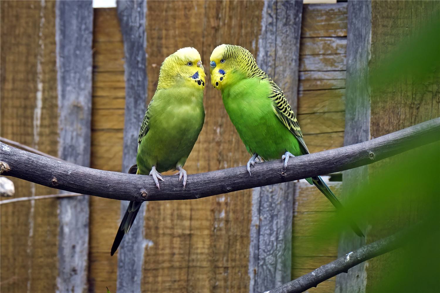 牡丹鹦鹉一只会寂寞吗