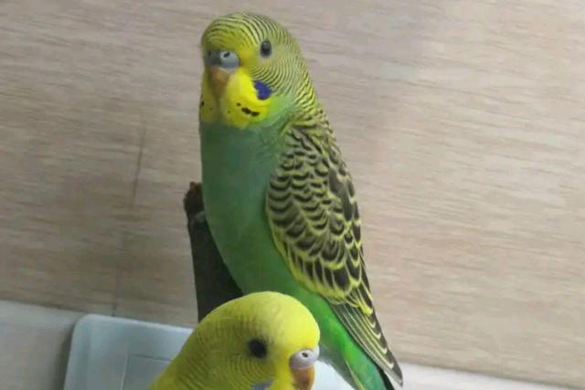 一只牡丹鹦鹉怎么养