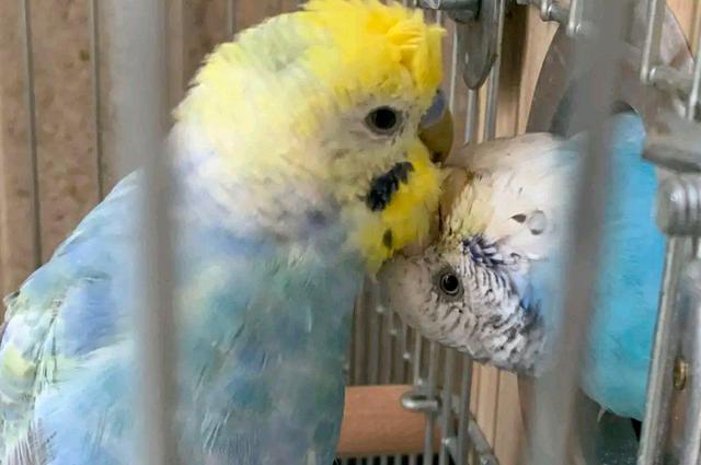 一只牡丹鹦鹉怎么养