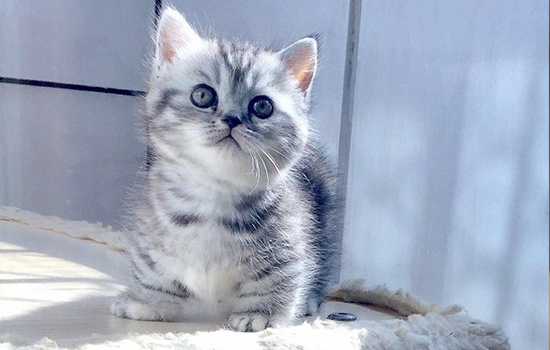 猫多大换牙