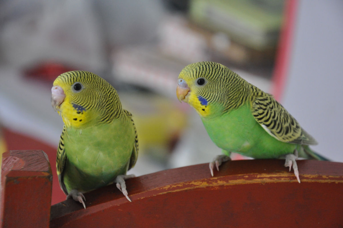 0天出壳的鹦鹉怎么喂水